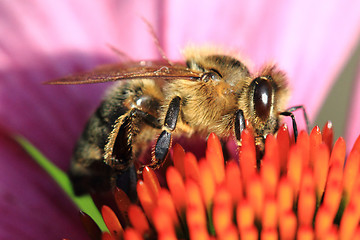 Image showing small bee and violet echinacea flower
