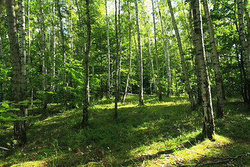 Image showing green dark forest