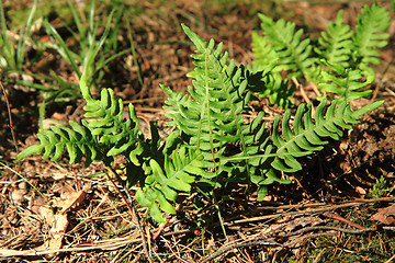 Image showing wall fern with edible roots