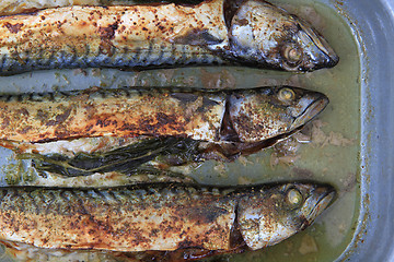 Image showing mackerel fish background