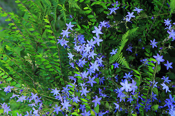 Image showing unknown blue flowers