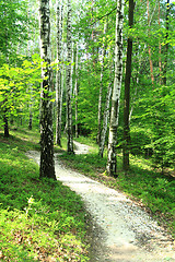 Image showing green dark forest