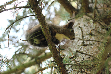 Image showing squirrel is resting on the tree\r\n