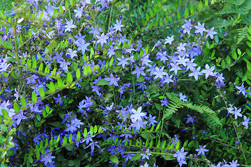 Image showing unknown blue flowers