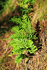 Image showing wall fern with edible roots