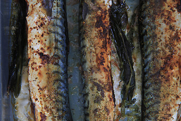 Image showing mackerel fish background