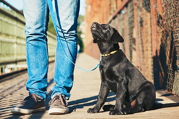 Image showing Morning walk with dog