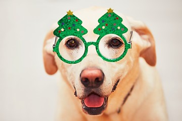 Image showing Christmas time with dog. Labrador retriver is wearing funny Christmas tree glasses