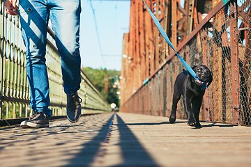 Image showing Morning walk with dog