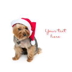 Image showing Yorkshire terrier dog in christmas cap