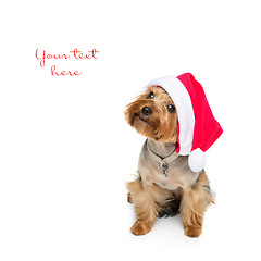 Image showing Yorkshire terrier dog in christmas cap