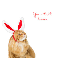 Image showing Big ginger cat in christmas rabbit ears head rim