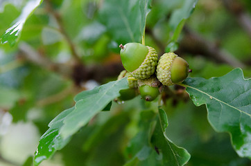 Image showing some green acorn in the oak