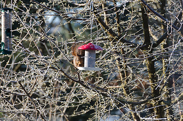 Image showing one hungry squirell looking for food