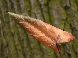 Image showing leaf