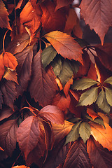 Image showing Autumn Virginia Creeper