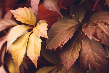 Image showing Autumn Virginia Creeper