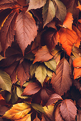 Image showing Autumn Virginia Creeper