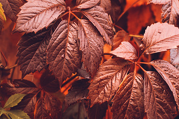 Image showing Autumn Virginia Creeper