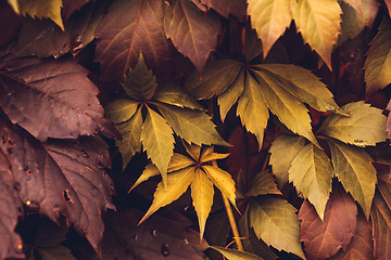 Image showing Autumn Virginia Creeper