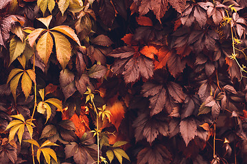 Image showing Autumn Virginia Creeper