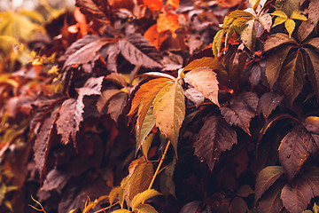 Image showing Autumn Virginia Creeper