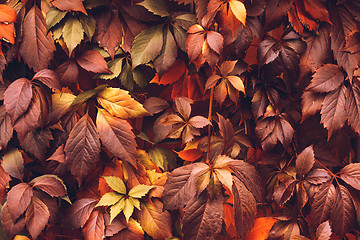 Image showing Autumn Virginia Creeper