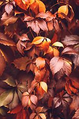 Image showing Autumn Virginia Creeper