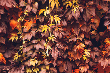 Image showing Autumn Virginia Creeper