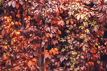 Image showing Autumn Virginia Creeper