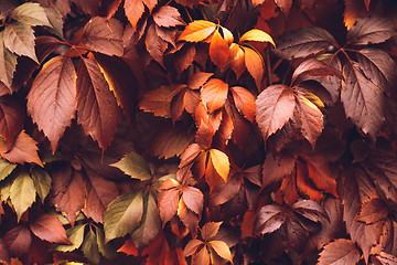 Image showing Autumn Virginia Creeper