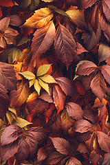 Image showing Autumn Virginia Creeper