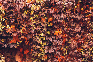 Image showing Autumn Virginia Creeper