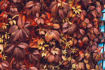 Image showing Autumn Virginia Creeper