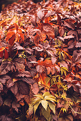 Image showing Autumn Virginia Creeper