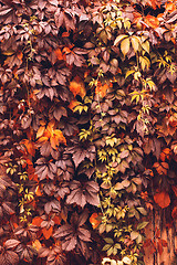 Image showing Autumn Virginia Creeper