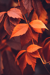 Image showing Autumn Virginia Creeper