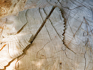 Image showing The surface of the stump from the felled tree. Background image.