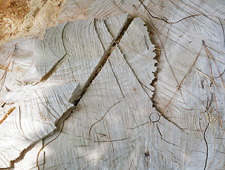 Image showing The surface of the stump from the felled tree. Background image.