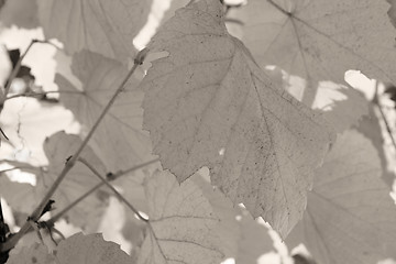 Image showing Beautiful background leafs