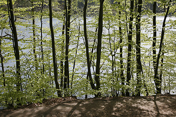 Image showing Danish Beech forest