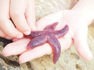 Image showing Purple starfish across child's fingers