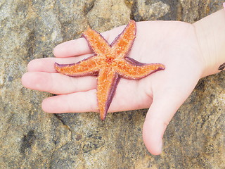 Image showing Starfish, bottom up in palm of a child