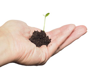 Image showing Young plant sprouting in soil, in hand isolated on white