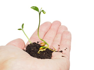 Image showing Young plant sprouting in soil, in hand isolated on white