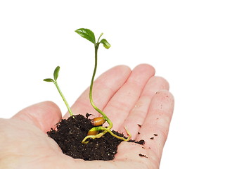 Image showing Young plant, sprouting in hand, in soil on white