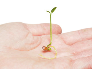 Image showing Young plant sprouting in hand isolated on white