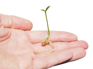 Image showing Young plant sprouting in hand isolated on white