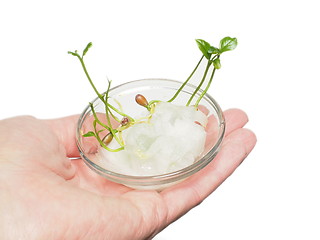 Image showing Young plant sprouting in cotton, in hand isolated on white