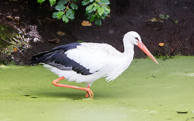 Image showing Stork walking in a pond filled with duckweed